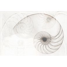 NAUTILUS Многоцветный Панно Ракушка  40*60 (NT2F453DT) NT2F453, фото 1