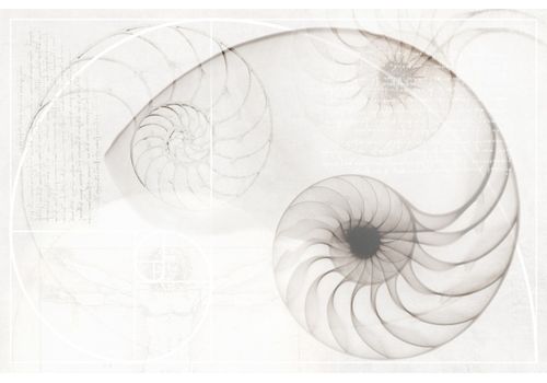 NAUTILUS Многоцветный Панно Ракушка  40*60 (NT2F453DT) NT2F453, фото 1